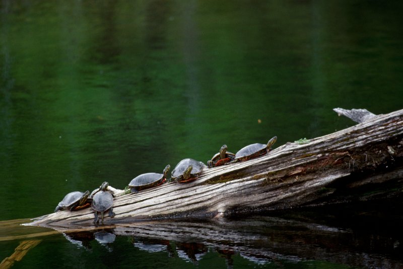 1153.jpg - schildkröten im kikomun creek park